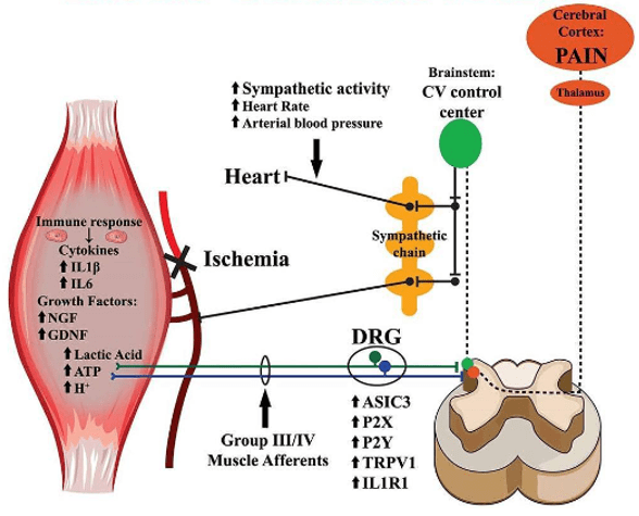 Mecanismos fisiológicos subyacentes al dolor isquémico muscular